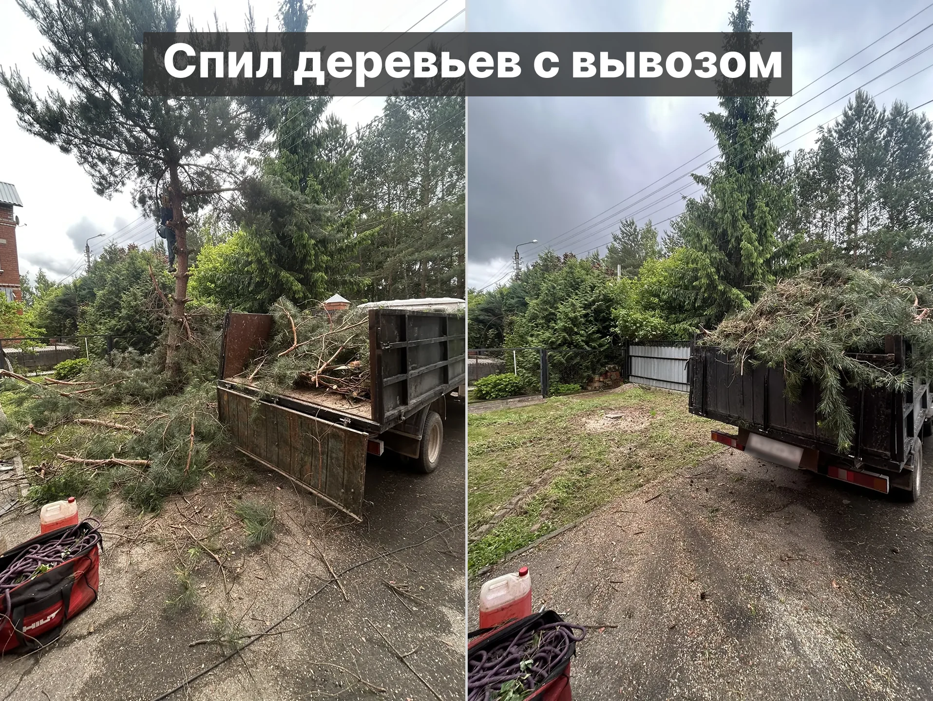 Поэтапный спил сосен с погрузкой ветвей в грузовой автомобиль